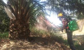 Contextual translation of ladang kelapa sawit into english. Pembajaan Di Ladang Kelapa Sawit For Android Apk Download