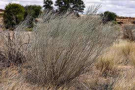 Image result for Lebeckia linearifolia