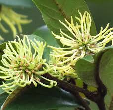 Image result for Trichocladus