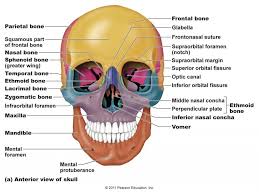 Image Result For Lacrimal Bone Skull Anatomy Human Skull Anatomy Axial Skeleton