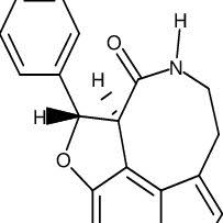 Image result for Campylospermum densiflorum