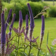 Veronicastrum sibiricum is a perennial growing to 0.8 m (2ft 7in). Knvpulvmyv7m M