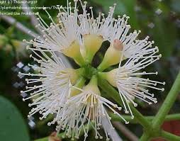 Image result for Syzygium cumini