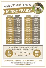 Whats My Bunnys Age In Rabbit Years A Handy Info Graphic