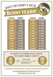 whats my bunnys age in rabbit years a handy info graphic