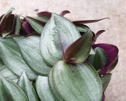 Immagine di Burrania siciliana plant