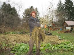 We all knew what the mulberry bush looked like but still couldn't find it. Propagating Mulberry Trees Twisted Tree Farm