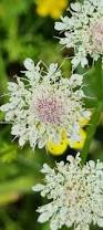 Image result for Oenanthe procumbens