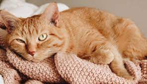 Shiny Sleek And Strong Cat Coat 4 Natural Ways To Strengthen Your Cat S Coat