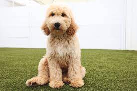 Farmerdoodles Goldendoodle & Bernedoodle Breeder