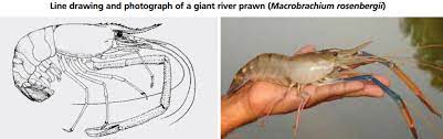 Prawns Rgj Aquaponics