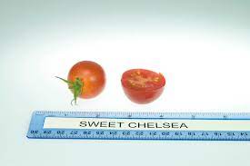 They naturally develop more sugars which means they will be sweeter than tomatoes that naturally develop more acids. Sweet Chelsea Rutgers Njaes