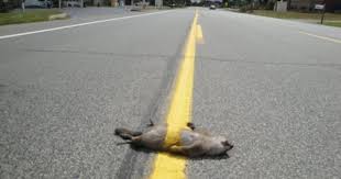 Street Line Drawn Over Dead Animal Fail Animal Fails Epic Fails Funny Very Funny Pictures