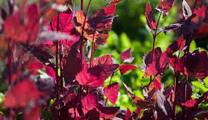Check spelling or type a new query. Ortaggi Pomodori Peperoni Biodiversita Semi Piantine Prospecierara