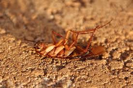 Your pest control expert will need full and free access to anywhere the pests have been seen. How Do You Know If You Have A Cockroach Problem Canberra Pest Control