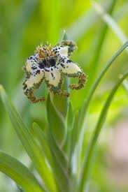 Image result for Ferraria