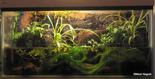 Newt Paludarium With Planted Background Aquarium Vivarium Frog Tank
