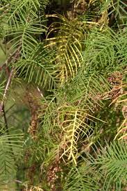 Image result for Ipomoea quamoclit