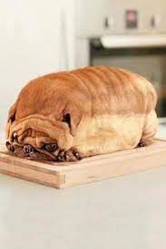 See more ideas about fat dogs, dogs, cute animals. Fat Chubby Adorable Puppy