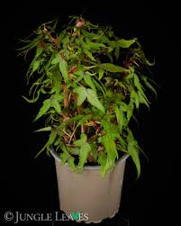 Image result for Selaginella dregei