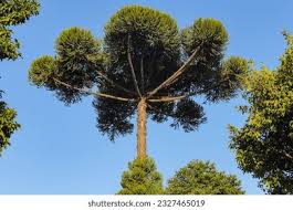 Image result for Araucaria angustifolia