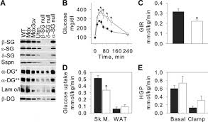 An interest rate may be defined as the charge for borrowing money, measured as the percentage ratio between the sum payable to the lender and the amount borrowed, at an annual rate. Sg Null Mice Are Glucose Intolerant And Insulin Resistant A Whole Download Scientific Diagram