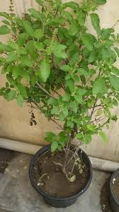 1 702 tulsi plant photos free royalty free stock photos from dreamstime 1 702 tulsi plant photos free