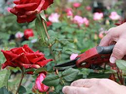 Deadheading roses involves removing faded flowers to divert the plant's energy from producing rose hips, to making more flowers. How To Deadhead Roses World Of Flowering Plants