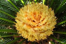Maybe you would like to learn more about one of these? Mother Sago Palm Is Nesting