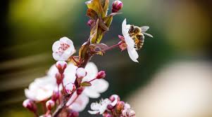 Maybe you would like to learn more about one of these? 5 Ways To Help The Local Bee Population This Bee Aware Month And Beyond