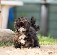 I believe this to be the best cbd oil for cats' aggression. Cbd Oil Can It Help Dogs With Aggression