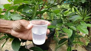 Fungo preto nas folhas e frutos de pêra. Use Este Liquido E Acabe Com A Fumagina E A Mosca Preta Youtube