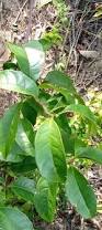 Image result for Tetracera alnifolia