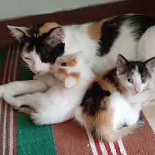 Kittens for sale near me. Free Kittens Startseite Facebook