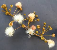 Image result for Albizia zimmermannii