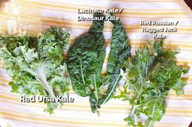 Plus, 15,000 vegfriends profiles, articles, and more! Easy And Versatile Kale Salad Recipe For Autumn Lunches