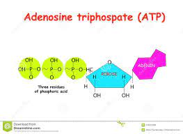 Dec 12, 2018 · atp is required for the biochemical reactions involved in any muscle contraction. Adenosintriphosphat Atp Auf Weissem Hintergrund Atp Liefert Energie Um Viele Prozesse In Lebenden Zellen E Zu Fahren G Muskel Co Vektor Abbildung Illustration Von Biochemie Metabolismus 124621999