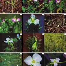 Image result for Mayaca