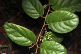 Image result for Maesa lanceolata