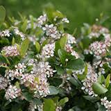 Growing plants in clay soil. Top 10 Shrubs For Clay Soil Proven Winners