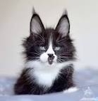 Siberian Cat Breeders Near Me - Cat Kingpin