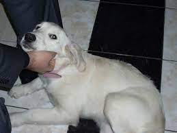 golden kizimiz yuva ariyor kopek