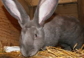 Image result for flemish giant rabbits