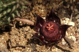 Image result for Duvalia polita