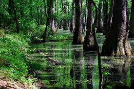 We did not find results for: Can We Have A Swamp Biome Playrust