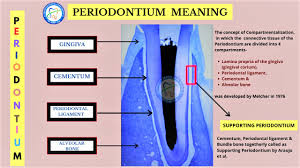 We did not find results for: Periodontitis Gingivitis Meaning Symptoms Tx Gum Disease