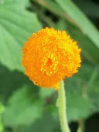 Image result for Crassocephalum uvens