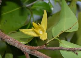 Image result for Xylopia tenuipetala