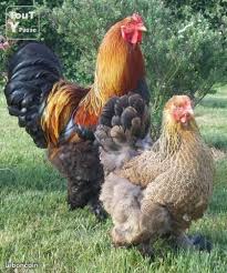 Poules Coq Race Brahma Perdrix Animaux Nievre Leboncoin Fr Poulets D Elevage Poulets De Compagnie Poulets De Basse Cour