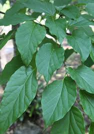 Image result for Alangium chinense